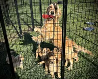 Golden male, a male Golden Retriever for sale in Russiaville, IN – Photo 3 of 3