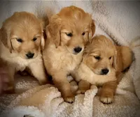 Golden male, a male Golden Retriever for sale in Russiaville, IN – Photo 2 of 3