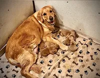 Male, a male Golden Retriever for sale in Russiaville, IN – 3 of 4