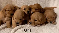 Dark girl, a female Golden Retriever for sale in Russiaville, IN – 4 of 5