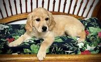 Golden girl, a female Golden Retriever for sale in Russiaville, IN – 6 of 8