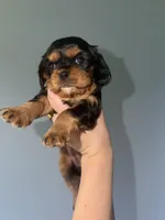 Tan2, a male Cavalier King Charles Spaniel for sale in Hodgenville, KY – 1 of 2