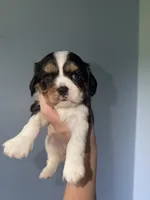 Oreo1, a male Cavalier King Charles Spaniel for sale in Hodgenville, KY – 1 of 2