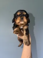Tan1, a male Cavalier King Charles Spaniel for sale in Hodgenville, KY – 1 of 2