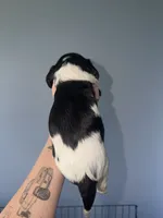 Oreo1, a male Cavalier King Charles Spaniel for sale in Hodgenville, KY – 2 of 2