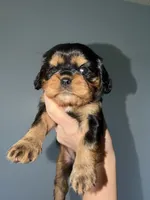 Tan1, a male Cavalier King Charles Spaniel for sale in Hodgenville, KY – 2 of 2