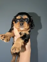 Tan2, a male Cavalier King Charles Spaniel for sale in Hodgenville, KY – 2 of 2