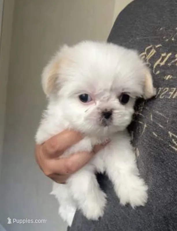 Royce  – Maltipoo, Maltese puppy for sale in Bakersfield, CA