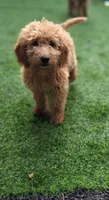 Karson, a male Miniature Goldendoodle for sale in Poughkeepsie, NY – 2 of 3