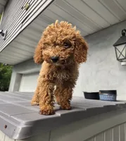 Kira, a female Miniature Goldendoodle for sale in Poughkeepsie, NY – 2 of 3