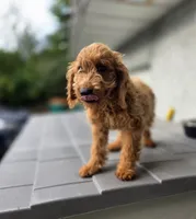 Pansy, a female Goldendoodle for sale in Poughkeepsie, NY – 2 of 3