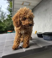 Kira, a female Miniature Goldendoodle for sale in Poughkeepsie, NY – 3 of 3