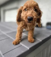 Pansy, a female Goldendoodle for sale in Poughkeepsie, NY – 3 of 3