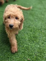 Karson, a male Miniature Goldendoodle for sale in Poughkeepsie, NY – 3 of 3
