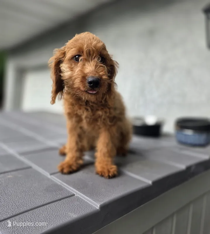 Pansy – Goldendoodle puppy for sale in Poughkeepsie, NY