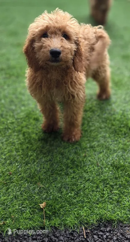 Karson – Miniature Goldendoodle puppy for sale in Poughkeepsie, NY