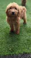 Karson, a male Miniature Goldendoodle for sale in Poughkeepsie, NY – 1 of 3