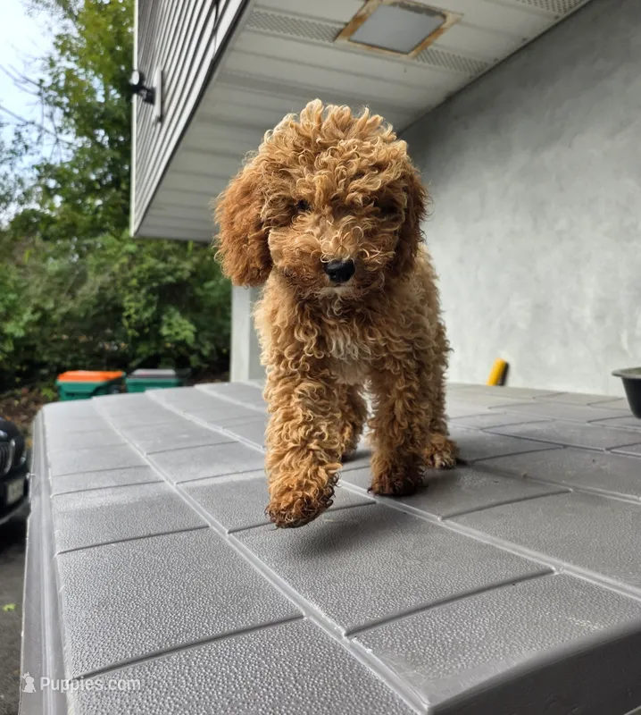 Kira – Miniature Goldendoodle puppy for sale in Poughkeepsie, NY
