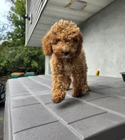 Kira, a female Miniature Goldendoodle for sale in Poughkeepsie, NY – 1 of 3