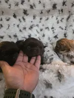 Big boy, a male Shih Tzu for sale in Romulus, MI – Photo 2 of 2