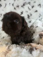 Smalls, a male Shih Tzu for sale in Romulus, MI – Photo 3 of 3