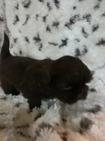 Smalls, a male Shih Tzu for sale in Romulus, MI – Photo 1 of 3