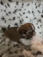 Rocky , a male Shih Tzu for sale in Romulus, MI – Photo 1 of 3