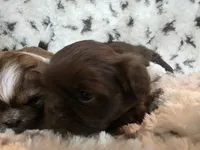 Big boy, a male Shih Tzu for sale in Romulus, MI – Photo 1 of 2