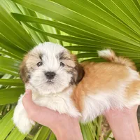 Ben , a male Shih Tzu for sale in Hollywood, FL – 1 of 1