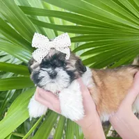 Bella, a female Shih Tzu for sale in Hollywood, FL – 1 of 1