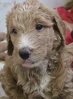 Franko, a male Goldendoodle for sale in Broadview Heights, OH – 2 of 3