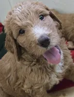Franko, a male Goldendoodle for sale in Broadview Heights, OH – 3 of 3