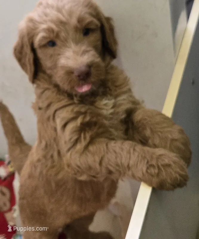 Rudolph – Goldendoodle puppy for sale in Broadview Heights, OH