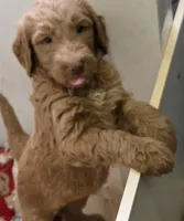 Rudolph, a male Goldendoodle for sale in Broadview Heights, OH – 1 of 2
