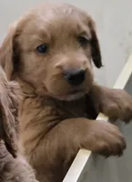 Faith, a female Goldendoodle for sale in Broadview Heights, OH – 2 of 2
