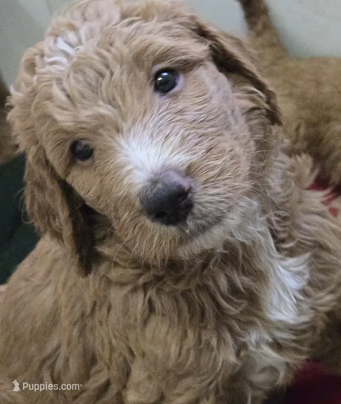 Franko – Goldendoodle puppy for sale in Broadview Heights, OH