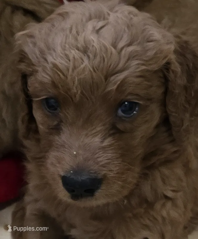 Faith – Goldendoodle puppy for sale in Broadview Heights, OH