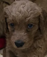 Faith, a female Goldendoodle for sale in Broadview Heights, OH – 1 of 2