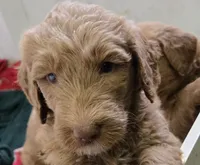 Rudolph, a male Goldendoodle for sale in Broadview Heights, OH – 2 of 2