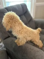 Bear, a male Poodle - Toy  for sale in Tupelo, MS – 2 of 2