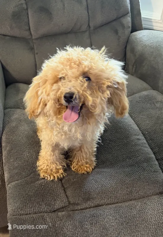 Bear – Poodle - Toy  puppy for sale in Tupelo, MS