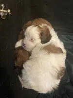 processed/955364f8-2f16-4c33-8672-82cd998a0538/listing/1dbacb2d-88ab-443f-862f-478124795e01/d5d420f1-7bed-47fb-95f2-0d89ea656966