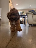 Koda, a male Mal Shi for sale in Mooresville, NC – Photo 7 of 8