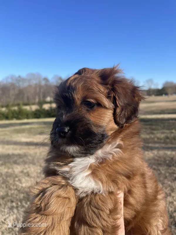 Koda – Mal Shi puppy for sale in Mooresville, NC