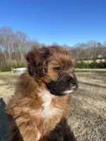 Koda, a male Mal Shi for sale in Mooresville, NC – Photo 3 of 8