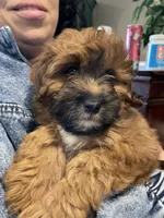 Koda, a male Mal Shi for sale in Mooresville, NC – Photo 5 of 8