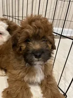 Koda, a male Mal Shi for sale in Mooresville, NC – Photo 6 of 8