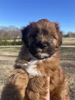 Koda, a male Mal Shi for sale in Mooresville, NC – Photo 2 of 8