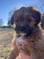 Koda, a male Mal Shi for sale in Mooresville, NC – Photo 4 of 8