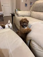 Koda, a male Mal Shi for sale in Mooresville, NC – Photo 8 of 8